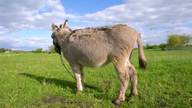 Bir eşek otlak bir alanda otluyor. Gökyüzü mavi, üzerinde birkaç bulut var.