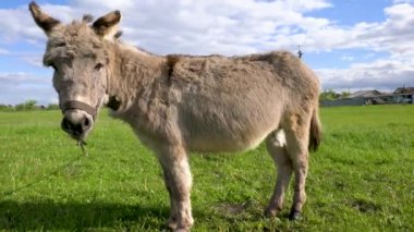 Bir eşek otlak bir alanda otluyor. Gökyüzü mavi, üzerinde birkaç bulut var.