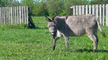 Bir eşek tarlada ot yer. Çiftlik çayırlarında bir hayvan otluyor..