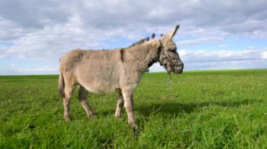 Bir eşek otlak bir alanda otluyor. Gökyüzü mavi, üzerinde birkaç bulut var.