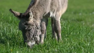 Bir eşek tarlada ot yer. Çiftlik çayırlarında bir hayvan otluyor..