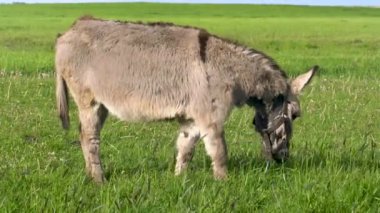 Bir eşek tarlada ot yer. Çiftlik çayırlarında bir hayvan otluyor..