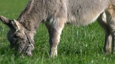 Bir eşek tarlada ot yer. Çiftlik çayırlarında bir hayvan otluyor..