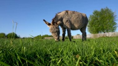 Bir eşek otlak bir alanda otluyor. Gökyüzü mavi, üzerinde birkaç bulut var.