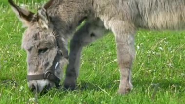 Bir eşek tarlada ot yer. Çiftlik çayırlarında bir hayvan otluyor..