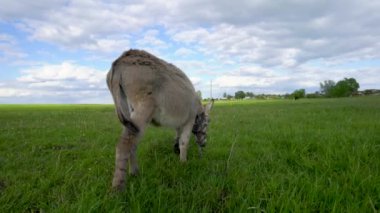 Bir eşek otlak bir alanda otluyor. Gökyüzü mavi, üzerinde birkaç bulut var.