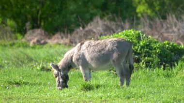 Bir eşek tarlada ot yer. Çiftlik çayırlarında bir hayvan otluyor..