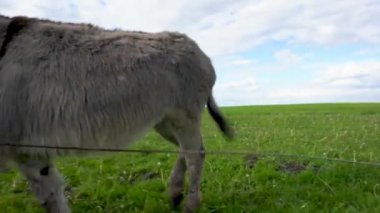 Evcil bir eşek gökyüzüne karşı çayırda otluyor..
