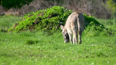 Bir eşek tarlada ot yer. Çiftlik çayırlarında bir hayvan otluyor..