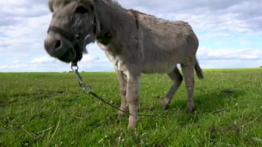 Evcil bir eşek gökyüzüne karşı çayırda otluyor..