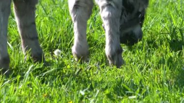 Bir eşek tarlada ot yer. Çiftlik çayırlarında bir hayvan otluyor..