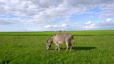 Bir eşek tarlada ot yer. Çiftlik çayırlarında bir hayvan otluyor..