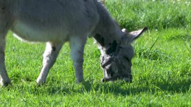 Bir eşek tarlada ot yer. Çiftlik çayırlarında bir hayvan otluyor..