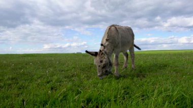 Evcil bir eşek gökyüzüne karşı çayırda otluyor..