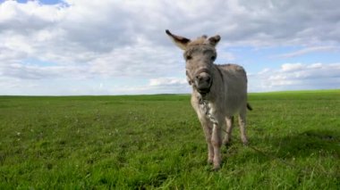 Evcil bir eşek gökyüzüne karşı çayırda otluyor..