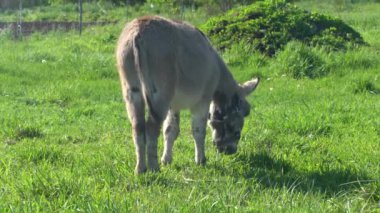 Bir eşek tarlada ot yer. Çiftlik çayırlarında bir hayvan otluyor..
