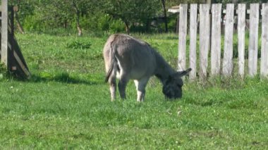 Bir eşek tarlada ot yer. Çiftlik çayırlarında bir hayvan otluyor..