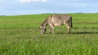 Eşek bir çayırda otluyor, ot yiyor..