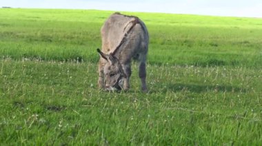 Eşek bir çayırda otluyor, ot yiyor..