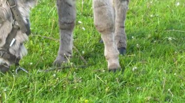 Bir eşek yakın planda çayırda ot yiyor..