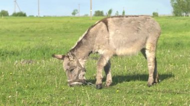 Eşek bir çayırda otluyor, ot yiyor..