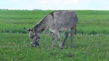 Bir eşek tarlada ot yer. Çiftlik çayırlarında bir hayvan otluyor..