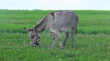 Bir eşek tarlada ot yer. Çiftlik çayırlarında bir hayvan otluyor..