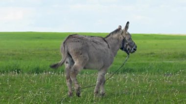 Eşek bir çayırda otluyor, ot yiyor..
