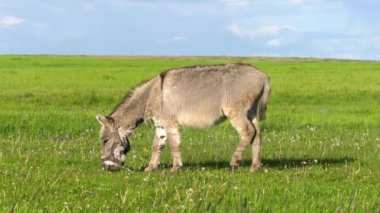 Eşek bir çayırda otluyor, ot yiyor..