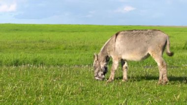 Eşek bir çayırda otluyor, ot yiyor..