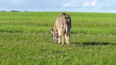 Eşek bir çayırda otluyor, ot yiyor..