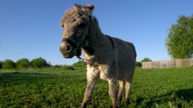 Bir eşek tarlada ot yer. Çiftlik çayırlarında bir hayvan otluyor..