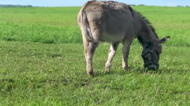 Bir eşek tarlada ot yer. Çiftlik çayırlarında bir hayvan otluyor..