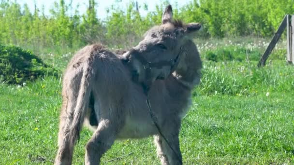 Un âne se tient dans un champ herbeux avec un harnais sur la tête. L'âne semble s'amuser, alors qu'il se lèche le visage