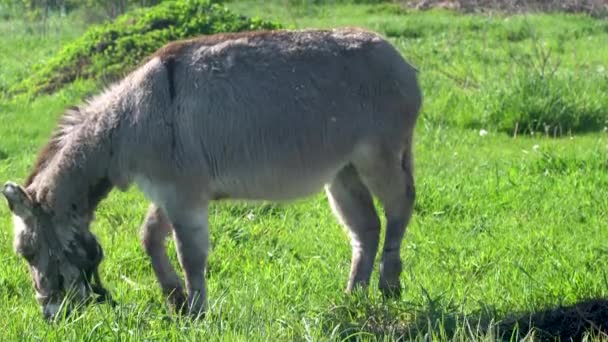 Un âne mange de l'herbe dans un champ. Un animal paît dans les prairies de la ferme.