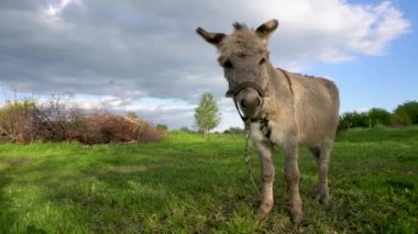 Bir eşek tarlada ot yer. Çiftlik çayırlarında bir hayvan otluyor..