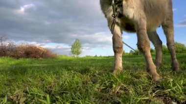 Bir eşek çayırda çimen yiyor. Çerçevede daha fazla bacak ve ceset var..