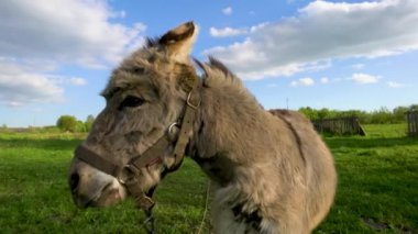 Bir eşek tarlada ot yer. Çiftlik çayırlarında bir hayvan otluyor..