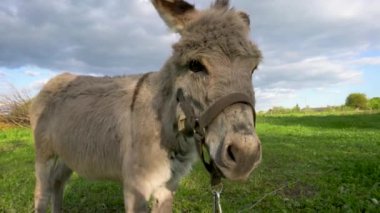 Bir eşek tarlada ot yer. Çiftlik çayırlarında bir hayvan otluyor..