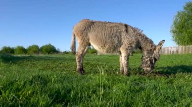 Bir eşek çim tarlasında otluyor. Gökyüzü açık ve mavi, çimenler uzun ve yeşil