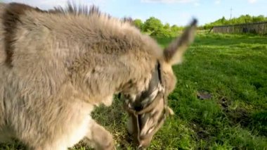Bir eşek tarlada ot yer. Çiftlik çayırlarında bir hayvan otluyor..