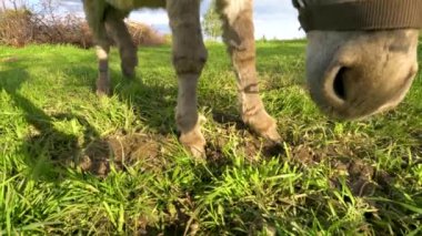 Bir eşek tarlada ot yer. Çiftlik çayırlarında bir hayvan otluyor..