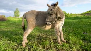 Mavi gökyüzüne karşı çayırda otlayan bir eşeğin yakın çekimi..