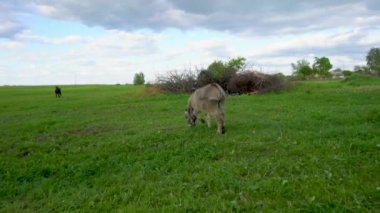 Bir eşek çayırda otlar, koşar ve çimenlerde sallanır..