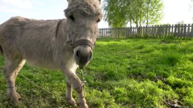 Mavi gökyüzüne karşı çayırda otlayan bir eşeğin yakın çekimi..