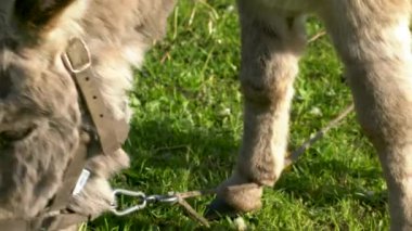 Bir eşek tarlada ot yer. Çiftlik çayırlarında bir hayvan otluyor..