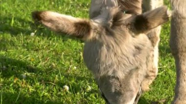 Bir eşek tarlada ot yer. Çiftlik çayırlarında bir hayvan otluyor..