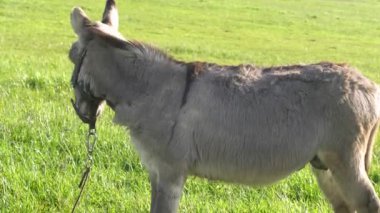 Çayırda otlayan bir eşeğin yakın çekimi..