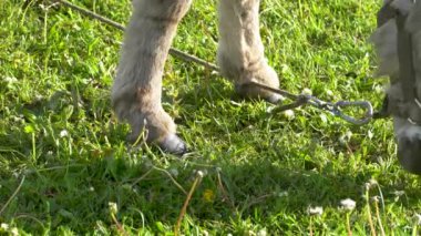 Yeşil çimlerde eşeğin toynakları..