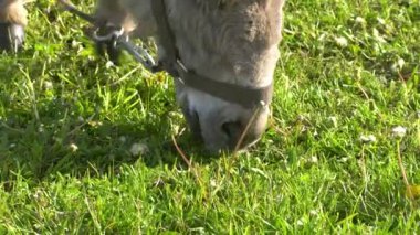Bir eşek tarlada ot yer. Çiftlik çayırlarında bir hayvan otluyor..